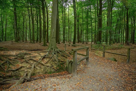 A forest path with exposed tree roots and dense trees, weseke, münsterland, germany