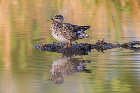 Gadwall, Animals, Birds, Duck, (Anas strepera), Mareca strepera, Wagbachniederung,