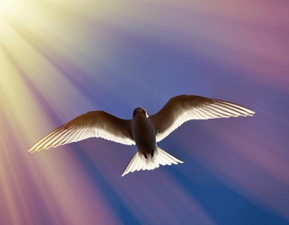 Young river tern (Common Tern, scray, Sterna hirundo) flying, hangs in place like white butterfly.