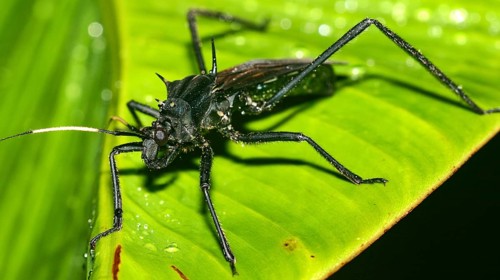 Shield Bug, Chust Bug, Hemiptera, Tropical Rainforest, Napo River Basin, Amazonia, Ecuador, America