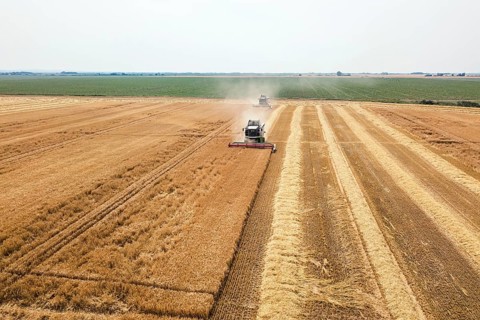 Combine harvester working on a wheat field. Combine harvester Aerial view