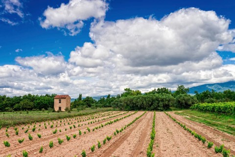 Vineyards Provence
