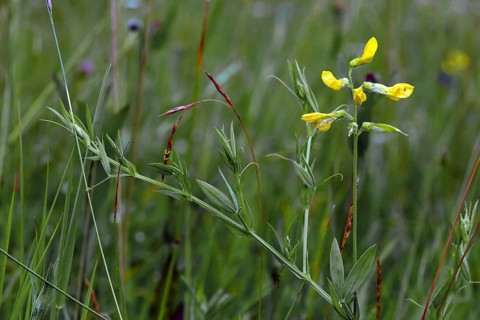 Lathyrus pratensis, Meadow Vetchling, Meadow Pea