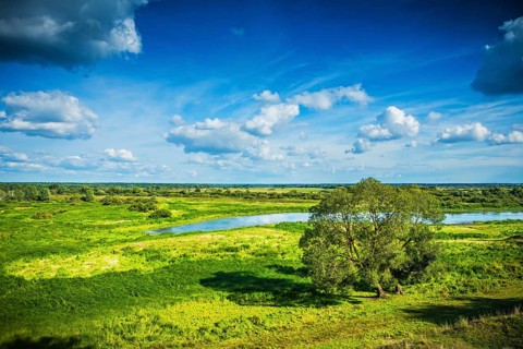 Beauty in nature view on green field with single tree and pond in spring