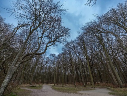 Trees in the ghostly forest on the cliffs facing the Baltic Sea, Nienhagen, Mecklenburg-Vorpommern,