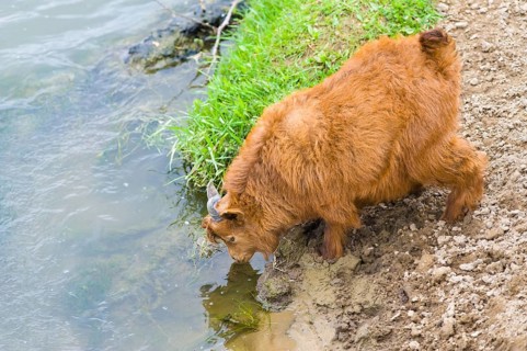 Red goatling drinking water from a river