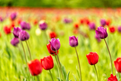 Colourful tulip in full bloom in spring in Germany in Europe