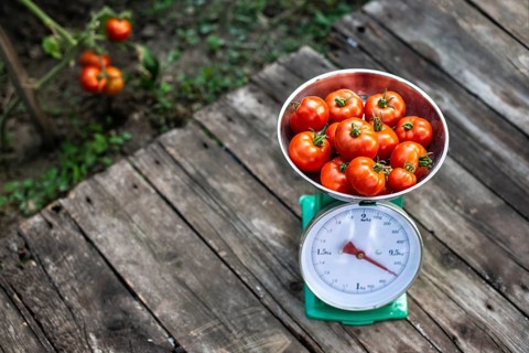 Tomatoes on scales in home organic garden. Measure tomatoes weight in the farm