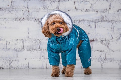 Small funny dog of brown colour with curly hair of toy poodle breed posing in clothes for dogs.