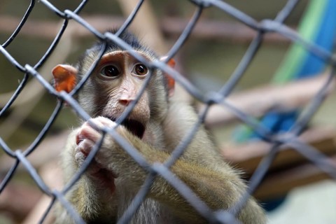 Monkey in captivity behind a metal fence