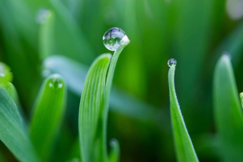 Dewdrops on the tips of a leaf of grass, morning dew on wheat