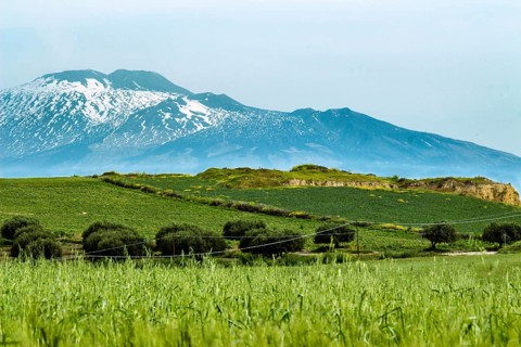 The wheat field under the volcano