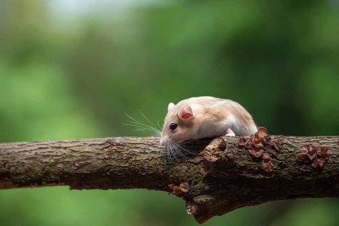 A desert rat known as gerbil, looking for food