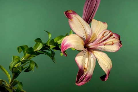 Beautiful Blooming orange lollypop lily flower on a green background. Flower head close-up, Odessa,