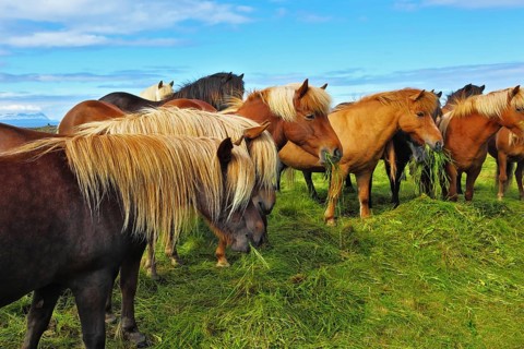 Herd of Icelandic horses magnificent. Well-groomed horses graze and play with each other in a