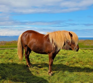 Iceland in July. Farmer sleek bay horse with a light mane