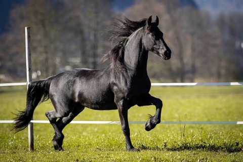 Frisian gelding in the pasture in autumn