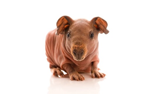 Skinny guinea pig on the white, poland