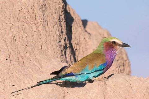 Africa, Botswana, Fork-tailed Roller, Coracias caudatus, Botswana