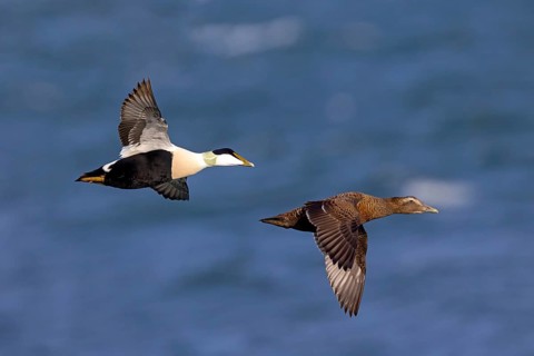 Common eider (Somateria mollissima), ducks, drake and female, pair, flight photo, side view,