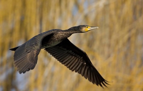 Cormorant, Great Cormorant, Cormorant, (Phalacrocorax carbo), Grand Cormoran, Cormor-n Grande,