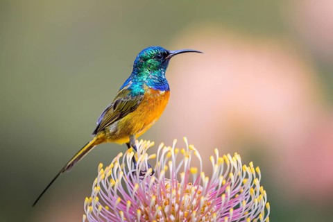 Orange-breasted sunbird (Anthobaphes violacea), Nectarinia violacea, Orange-breasted Sunbird,