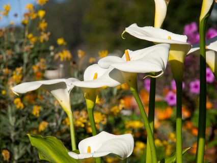 White calla flowers with yellow pistils in a diverse garden, Funchal, madeira, portugal