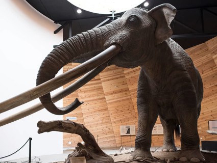 Model of mastodon in real stature