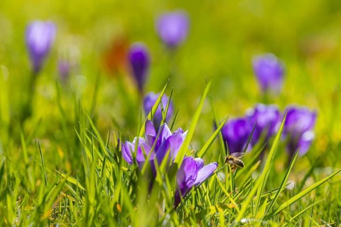 Spring bloomers in Pillnitz Palace Park, Dresden, Saxony, Germany