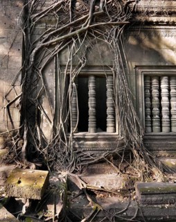 Banyan trees on ruins in Beng Mealea temple, Cambodia
