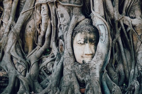 Buddha statue trapped in tree roots at Wat Maha That, Ayutthaya, Thailand