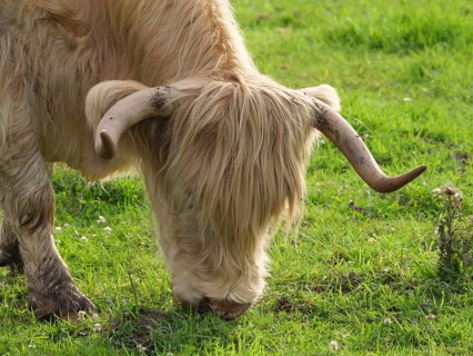 A Highland cow with horns eating grass, velen, münsterland, germany
