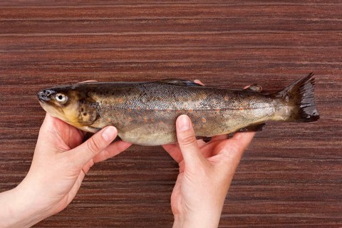 Raw trout fish holding in hands on brown table from above. Culinary seafood eating