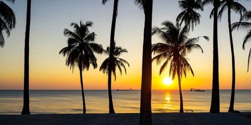 Nature's beauty shines as the sun sets behind the striking palm tree silhouettes