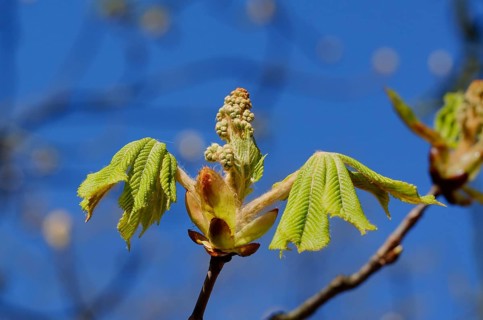 An open chestnut bud with young leaves in spring against a blue sky