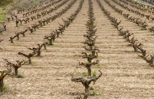 Rows of pruned bare grape vines in early spring, prepared for upcoming budding