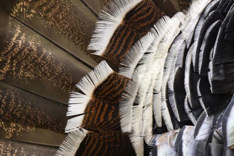Closeup of brown white feathers of a turkey in Ecopark in Arusha in Tanzania East Africa