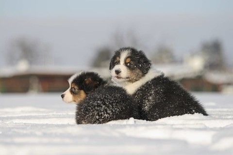 Australian Shepherd puppies in the snow