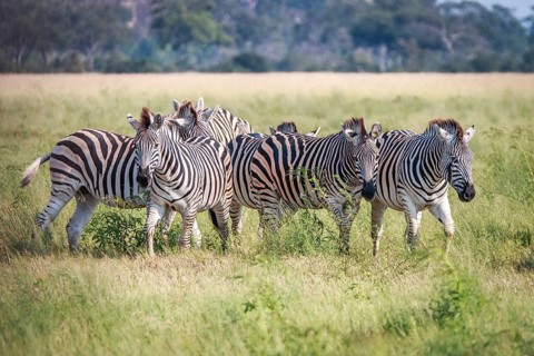 A herd of Zebras standing in the grass in the Chobe National Park, Botswana