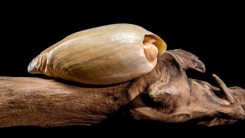 A Cymbium cymbium shell displayed on weathered driftwood against a black background, showcasing its