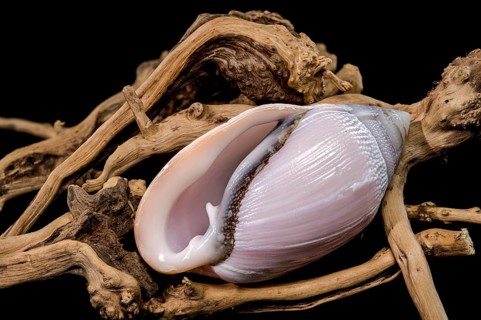 A stunning display of Olivancillaria orbignyi, a glossy pink marine shell, elegantly placed on