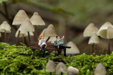 Small figures reading the newspaper and resting under the fungus mycena arcangeliana in the forest