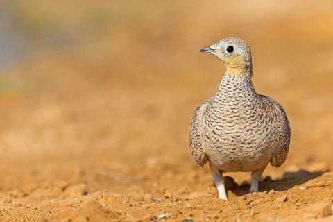 Crowned flying fowl, (Pterocles coronatus), North America, Middle East, family of flying fowl,