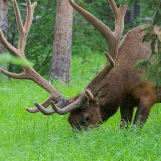 Large bull elk standing in a meadow in the woods in Yellowstone National Park