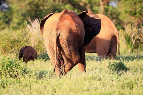 Elephants with red skin because of dust in Tsavo East National Park, Kenya