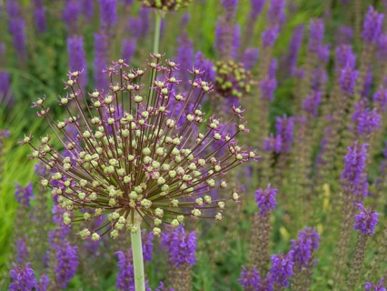 Close-up of an inflorescence of allium surrounded by lavender with intense purple colours,