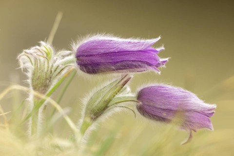 Two purple pasque flowers (Pulsatilla vulgaris) in a soft, light-coloured environment,