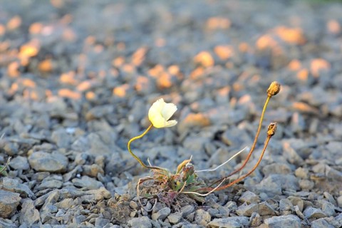 Arctic poppy with yellow petals photographed backlit. Arctic desert Novaya Zemlya archipelago