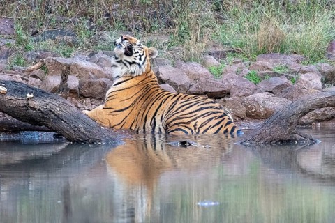 Tiger (Panthera tigris), Bengal tiger or Indian tiger, big cat (Pantherinae), carnivore