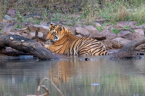 Tiger (Panthera tigris), Bengal tiger or Indian tiger, big cat (Pantherinae), carnivore